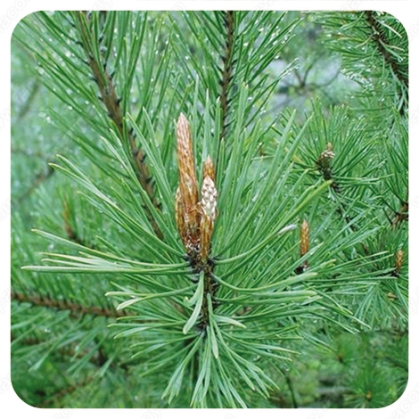 Resultado de imagen de pino silvestre